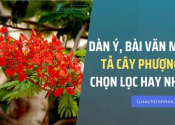 Top những Bài văn Tả Cây Phượng Lớp 4,5 chọn lọc hay nhất 